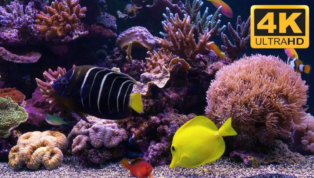 TV wallpaper videos - colorful marine life
